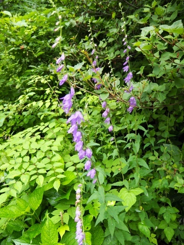 d0179410_22472336.jpeg