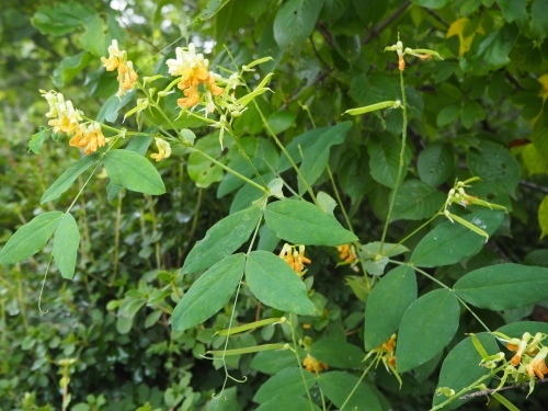 d0179410_23124381.jpeg