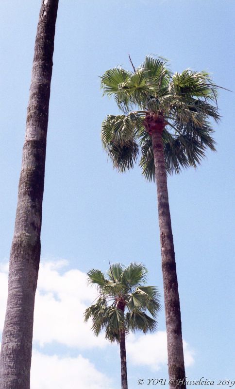 Palm trees_d0339617_12024755.jpg