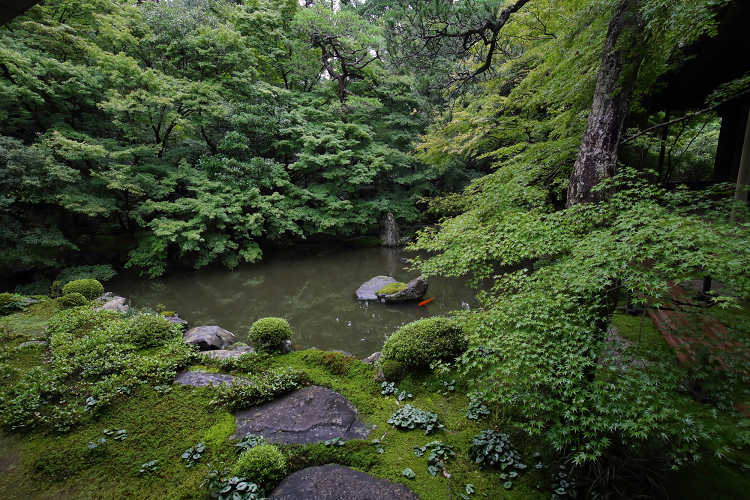 京の夏の旅2019 －蓮華寺～栖賢寺－ _b0169330_7481126.jpg