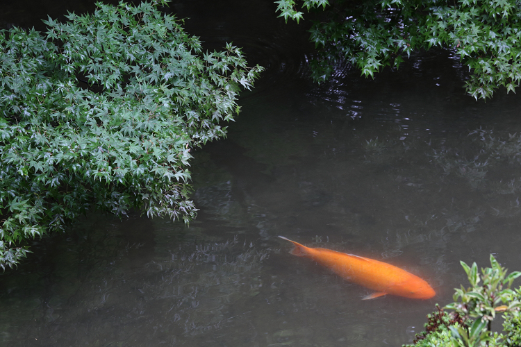 京の夏の旅2019 －蓮華寺～栖賢寺－ _b0169330_8154084.jpg