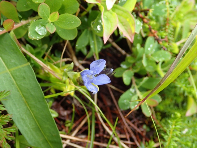 2019/7/19~21飯豊山 その3 ダイクラ尾根下山_b0189948_2256818.jpg