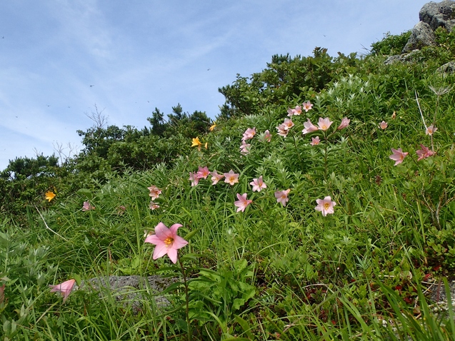 2019/7/19~21飯豊山 その3 ダイクラ尾根下山_b0189948_22591393.jpg