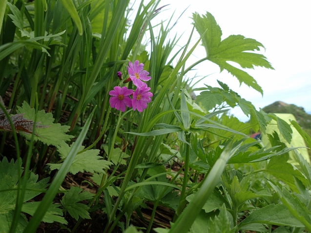 2019/7/19~21飯豊山 その3 ダイクラ尾根下山_b0189948_2301753.jpg