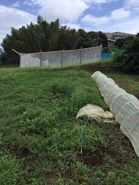 長葱とリーキの仮食畝の雑草取り　今朝は田邊さんにお願いしました　飯田はダウンです_c0222448_20261224.jpg