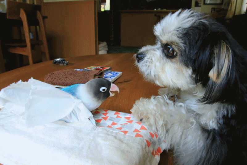 c0145250_09401366.gif