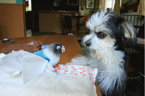 c0145250_09405393.gif