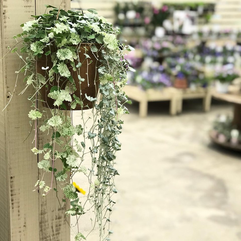 ディコンドラとグレコマの寄せ植え : さにべるスタッフblog -Sunny Days Garden-