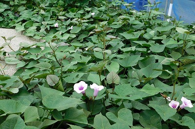鳴門金時芋に花咲く 続 阿波の国から 鳴門金時芋に花咲く 続 阿波の国から