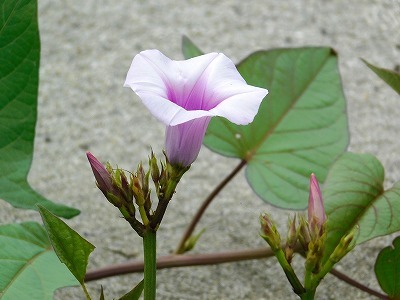 鳴門金時芋に花咲く 続 阿波の国から 鳴門金時芋に花咲く 続 阿波の国から