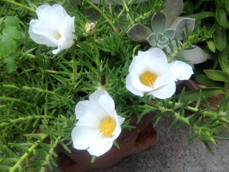 ☆このあたりだけ涼しげに見える☆_c0092953_06414045.jpg