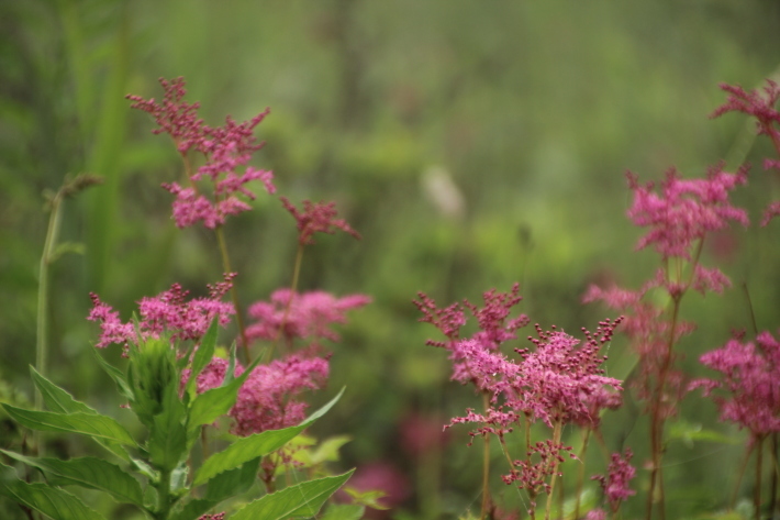 霧ヶ峰の花たち(1) (2019/7/25撮影)_b0369971_22561123.jpg