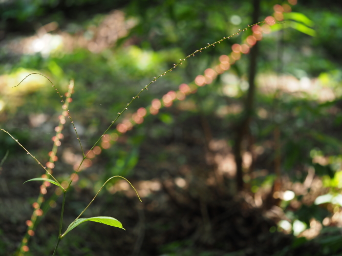 相模原北公園散歩_a0106679_20151508.jpg