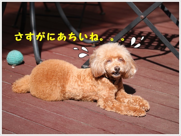 朝から気温30度超え、それでもさくらも大も元気いっぱいで、暑さなんて関係ねえ!!だそうです(ノ ∀`*)σプププwww_b0175688_19471586.jpg