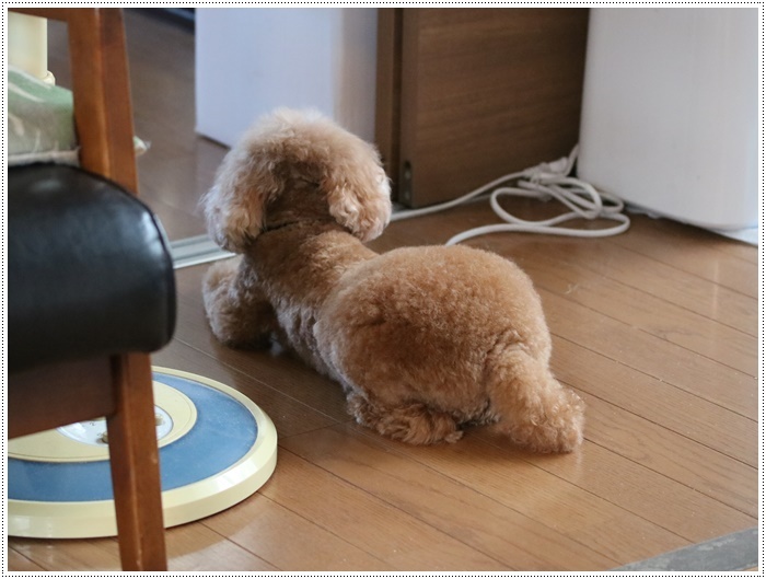 朝から気温30度超え、それでもさくらも大も元気いっぱいで、暑さなんて関係ねえ!!だそうです(ノ ∀`*)σプププwww_b0175688_19534009.jpg