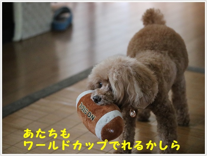 朝から気温30度超え、それでもさくらも大も元気いっぱいで、暑さなんて関係ねえ!!だそうです(ノ ∀`*)σプププwww_b0175688_19594765.jpg
