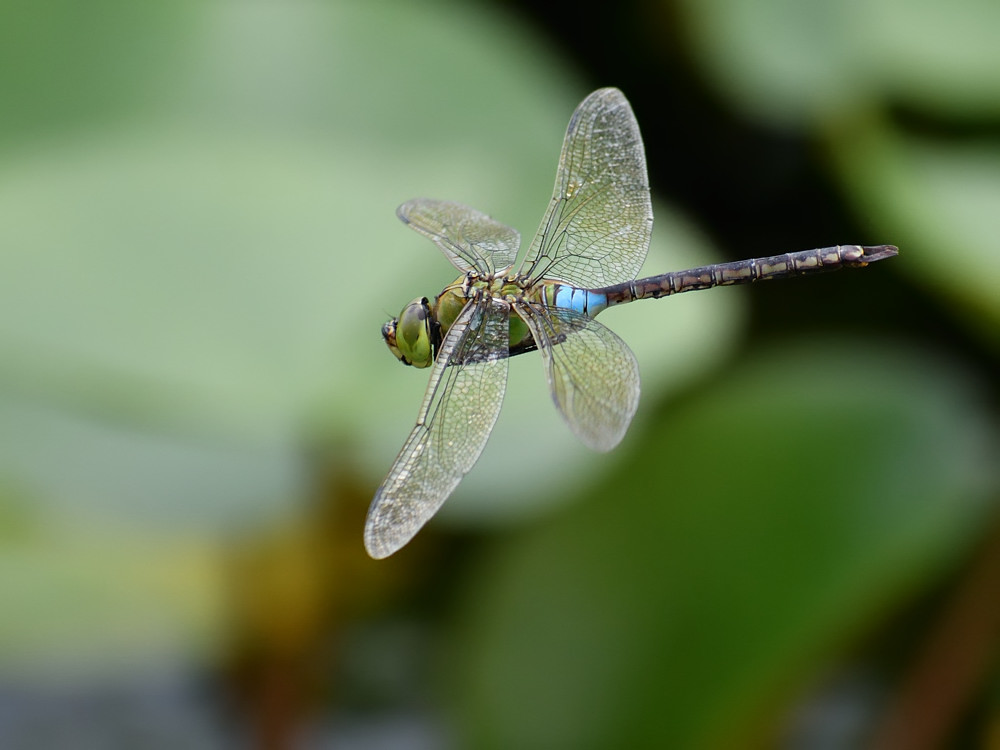 a0143491_22445170.jpg