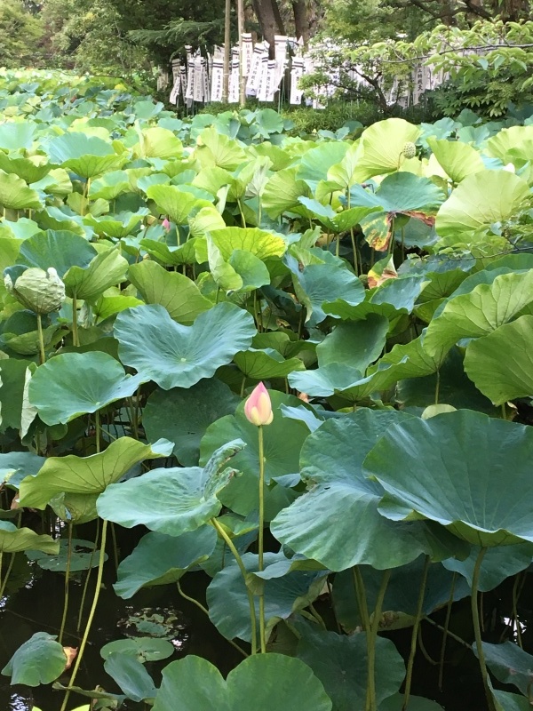 蓮の花♪_b0275998_19333673.jpeg