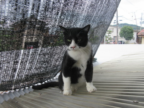 日よけを張る・オジねこ監督_a0203003_16080932.jpg