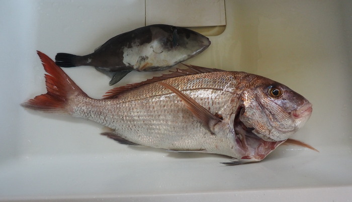 夫の釣果とその後(鯛の大物)_c0116915_00435706.jpg