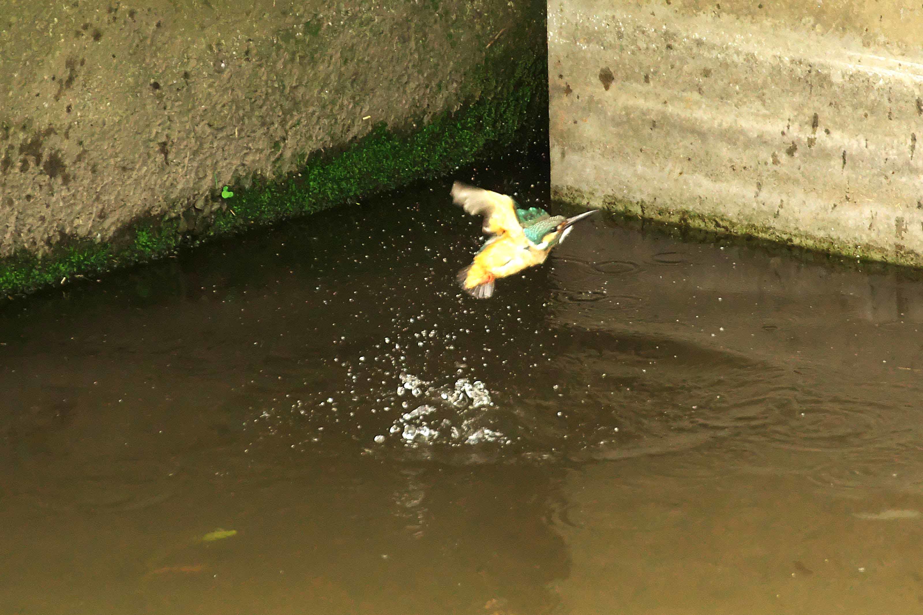 猛暑強風の日のN川カワセミ。_e0401730_17155418.jpg