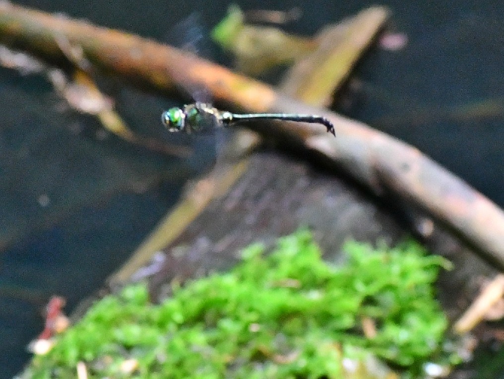 f0340732_16272738.jpg