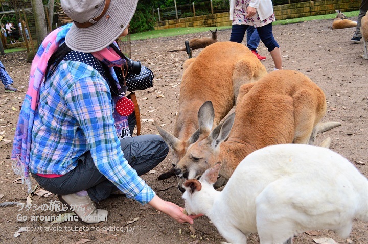 砂漠に立つ石柱の絶景！パース郊外「ピナクルズ」へ行くツアーに参加_d0362541_16595615.jpg