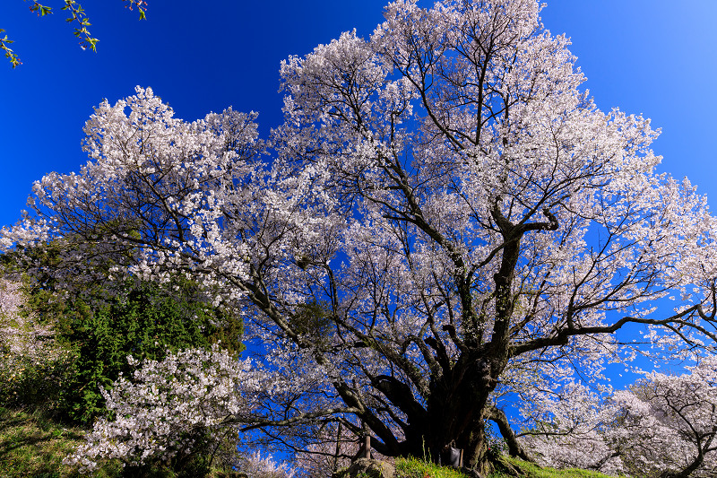 桜咲く奈良2019　仏隆寺・千年桜_f0155048_22275512.jpg