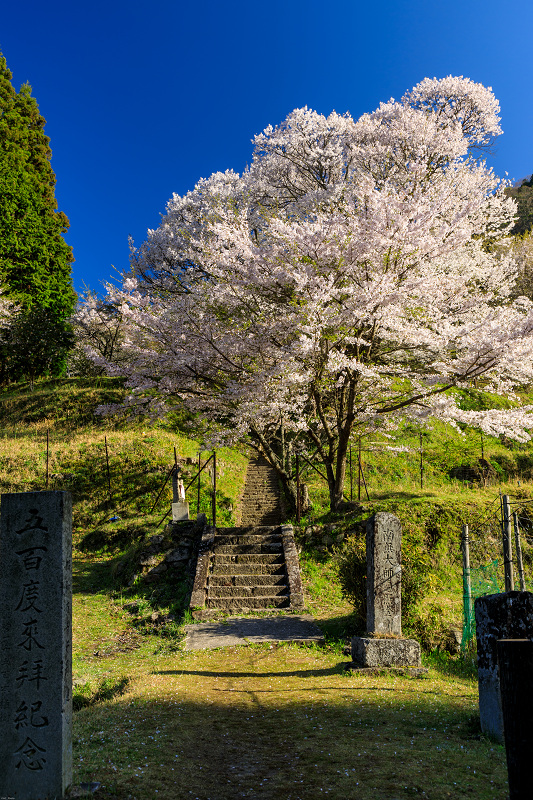 桜咲く奈良2019　仏隆寺・千年桜_f0155048_22314674.jpg