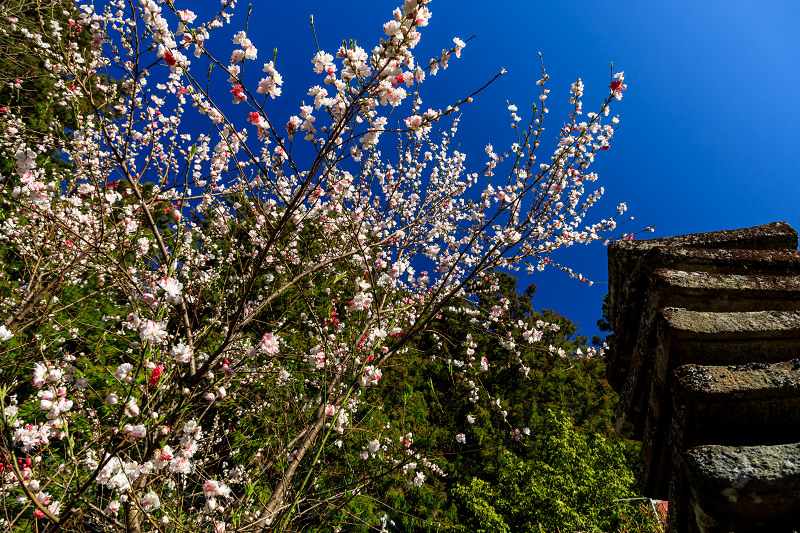 桜咲く奈良2019　仏隆寺・千年桜_f0155048_22354730.jpg