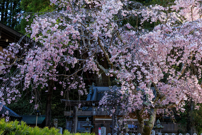 桜咲く奈良2019　仏隆寺・千年桜_f0155048_2246579.jpg