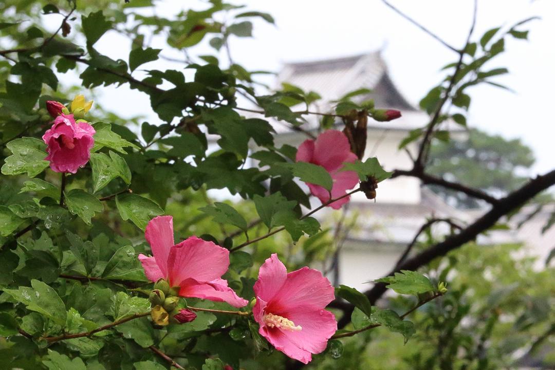 ヤマガラ_e0403850_10534964.jpg