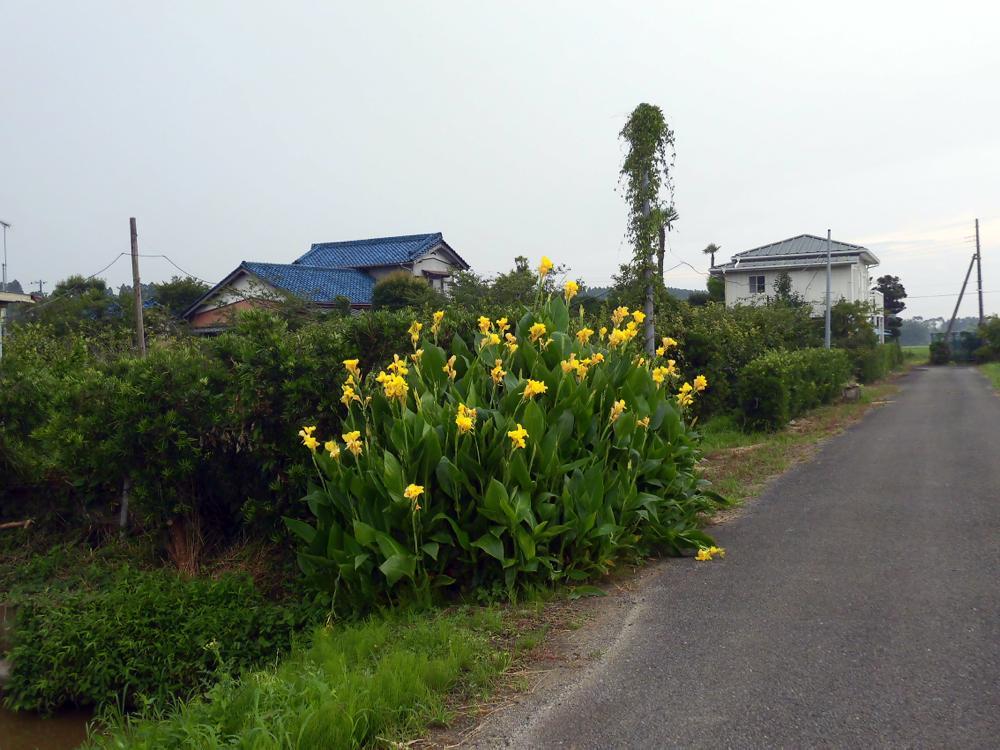 ホオズキ_e0024554_23105273.jpg