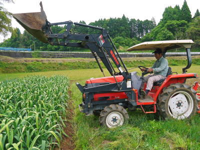 熊本産ステビアにんにく 平成30年度は8月上旬からの出荷予定!乾燥を待ち袋詰め!まもなく予約受付開始!_a0254656_18345831.jpg