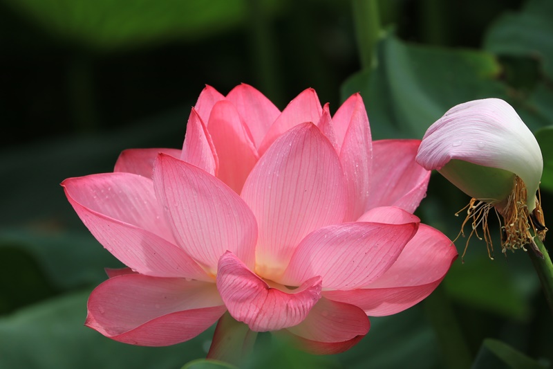 雨上がりの蓮の花･2♪_a0167759_1413728.jpg