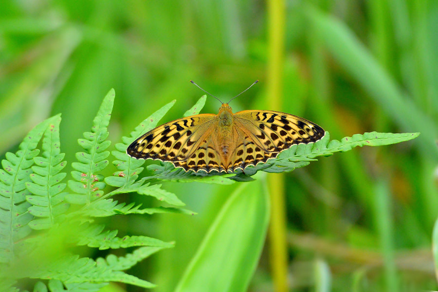 d0387460_12120640.jpg