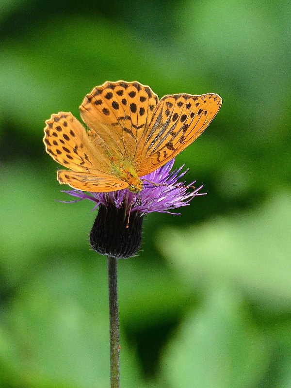 d0387460_12283891.jpg