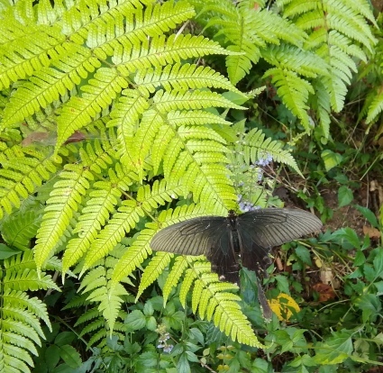 b0368362_15040339.jpg