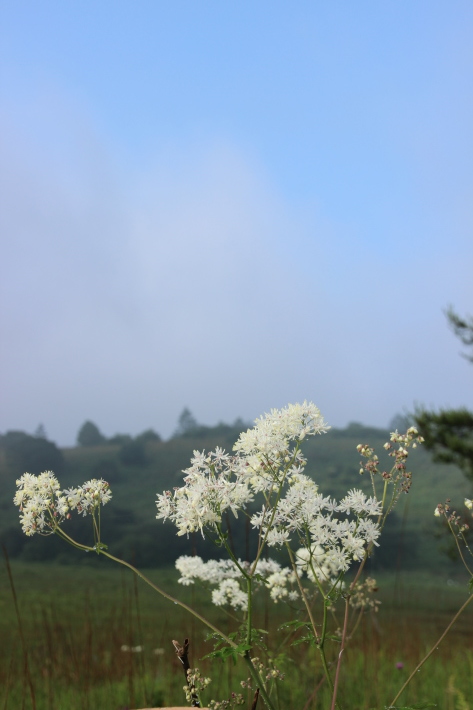 霧ヶ峰の花たち(1) (2019/7/25撮影)_b0369971_11140436.jpg