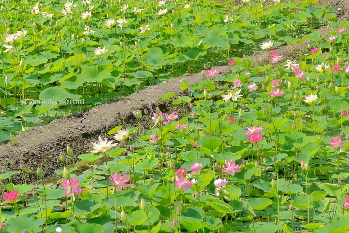 咲いた咲いた。ハス池・さくら庭園_f0150377_21363755.jpg