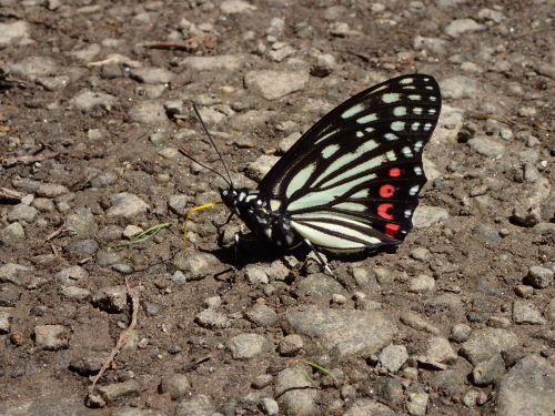f0348480_15225245.jpg