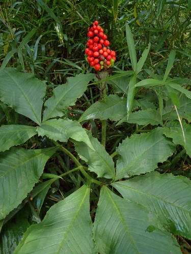 f0348480_15555171.jpg