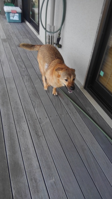 晴れたよ~_e0401283_13580863.jpg