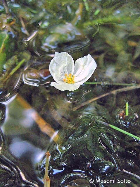 オオカナダモ 大カナダ藻 草花と自然blog