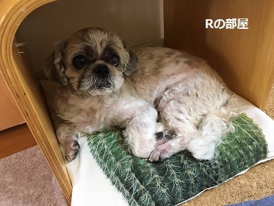 男の子のパンツ2本完成~♪_f0372998_22020262.jpg