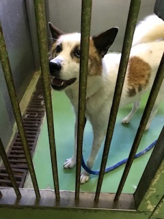 【犬猫・移動先募集】センター(支所)収容(7/27訪問)_f0242002_15133507.jpg