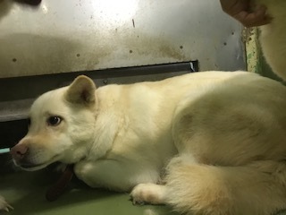 【犬猫・移動先募集】センター(支所)収容(7/27訪問)_f0242002_15160176.jpg