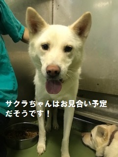 【犬猫・移動先募集】センター(支所)収容(7/27訪問)_f0242002_15165314.jpg
