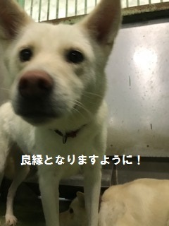 【犬猫・移動先募集】センター(支所)収容(7/27訪問)_f0242002_15180536.jpg