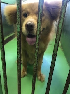 【犬猫・移動先募集】センター(支所)収容(7/27訪問)_f0242002_15355824.jpg